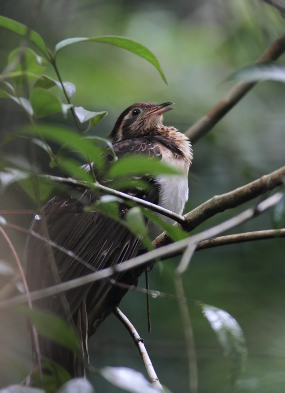 A personal favorite, one of the more difficult species to see in the Panamanian rainforest, the Pheasant Cuckoo. My friend Tom Feild has heard it called "Ghost of the Squirrel Cuckoo". (Panama, July 2010) A personal favorite, one of the more difficult species to see in the Panamanian rainforest, the Pheasant Cuckoo. My friend Tom Feild has heard it called "Ghost of the Squirrel Cuckoo". (Panama, July 2010) Photo by Bill Hubick.