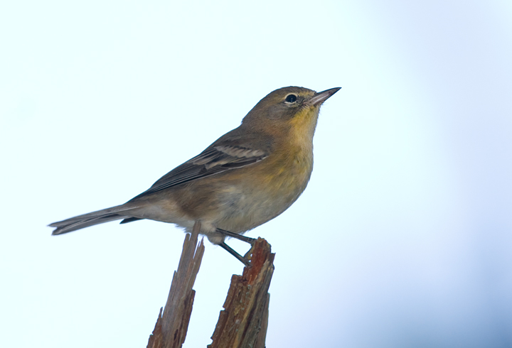 Pine Warbler on Assateague Island, Maryland Pine Warbler on Assateague Island, Maryland