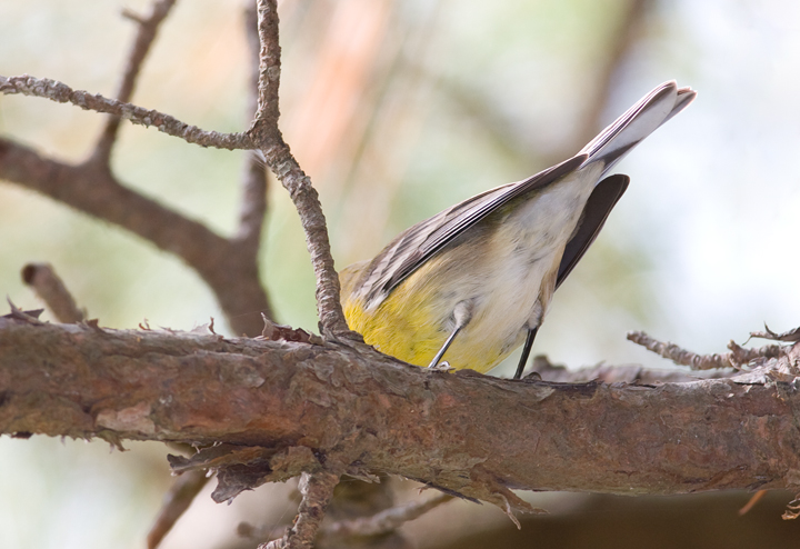 Pine Warbler undertail pattern Pine Warbler undertail pattern