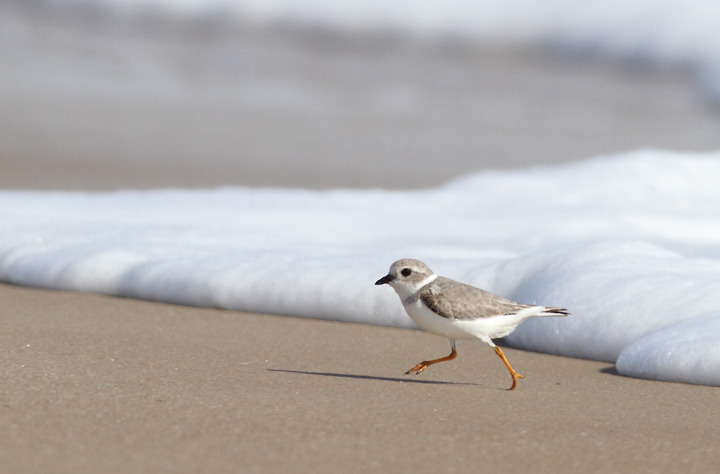 A Piping Plover lingers on Assateague Island, Maryland (11/7/2009). This
bird was feeding at the surf line, shaking a foot repeatedly to stir up its tiny prey items. A Piping Plover lingers on Assateague Island, Maryland (11/7/2009). This
bird was feeding at the surf line, shaking a foot repeatedly to stir up its tiny prey items.