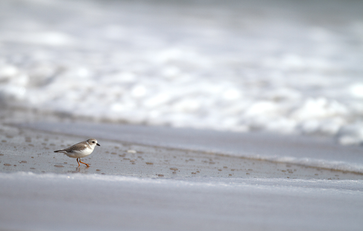 A Piping Plover lingers on Assateague Island, Maryland (11/7/2009). This
bird was feeding at the surf line, shaking a foot repeatedly to stir up its tiny prey items. A Piping Plover lingers on Assateague Island, Maryland (11/7/2009). This
bird was feeding at the surf line, shaking a foot repeatedly to stir up its tiny prey items.