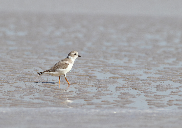 A Piping Plover lingers on Assateague Island, Maryland (11/7/2009). This
bird was feeding at the surf line, shaking a foot repeatedly to stir up its tiny prey items. A Piping Plover lingers on Assateague Island, Maryland (11/7/2009). This
bird was feeding at the surf line, shaking a foot repeatedly to stir up its tiny prey items.