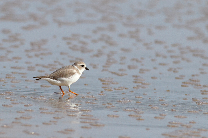 A Piping Plover lingers on Assateague Island, Maryland (11/7/2009). This
bird was feeding at the surf line, shaking a foot repeatedly to stir up its tiny prey items. A Piping Plover lingers on Assateague Island, Maryland (11/7/2009). This
bird was feeding at the surf line, shaking a foot repeatedly to stir up its tiny prey items.