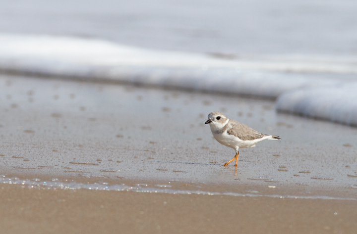 A Piping Plover lingers on Assateague Island, Maryland (11/7/2009). This
bird was feeding at the surf line, shaking a foot repeatedly to stir up its tiny prey items. A Piping Plover lingers on Assateague Island, Maryland (11/7/2009). This
bird was feeding at the surf line, shaking a foot repeatedly to stir up its tiny prey items.