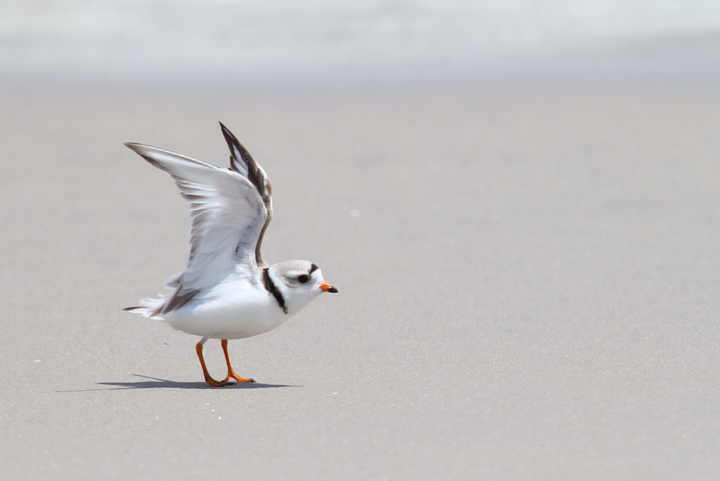 A Piping Plover feeds in the surf on Assateague Island, Maryland (5/14/2010). A Piping Plover feeds in the surf on Assateague Island, Maryland (5/14/2010). Photo by Bill Hubick.