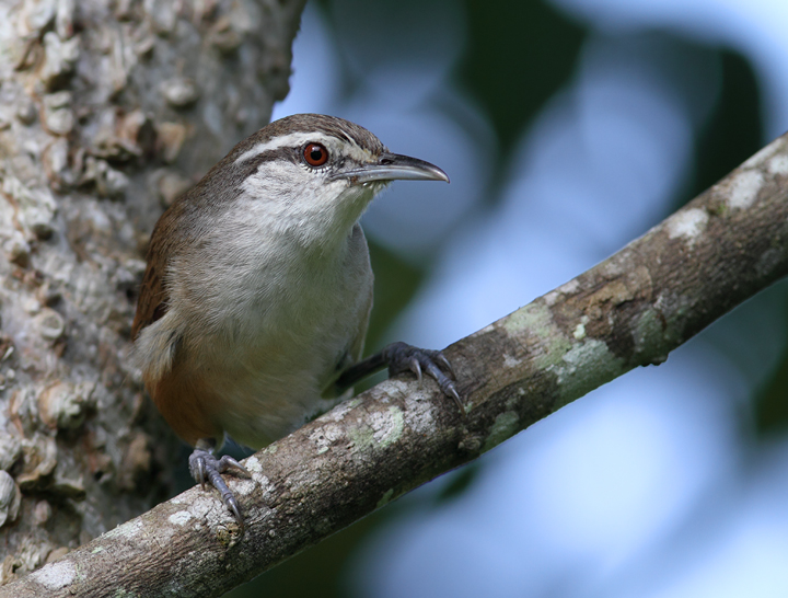 An unusually cooperative Plain Wren poses for a brief photo shoot (Panama, July 2010). Photo by Bill Hubick.