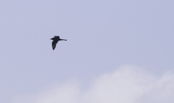 A Pomarine Jaeger off Cape Hatteras, North Carolina (5/28/2011). Photo by Bill Hubick.