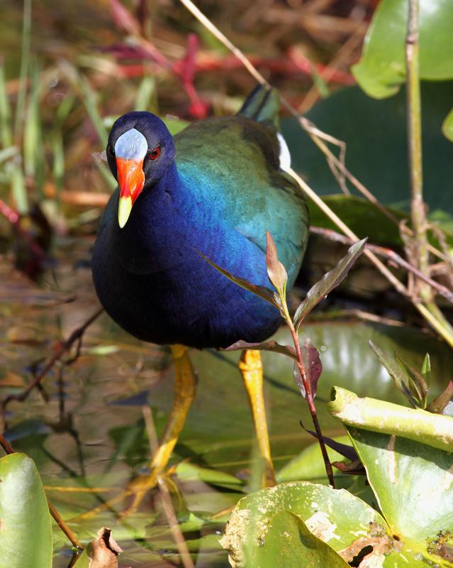 Above and below: An adult Purple Gallinule in the Everglades (2/26/2010). Photo by Bill Hubick.
