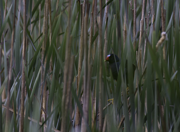 A Purple Gallinule at Hughes Hollow, Montgomery Co., Maryland (5/3/2011). An excellent find by Dave Powell! Photo by Bill Hubick.