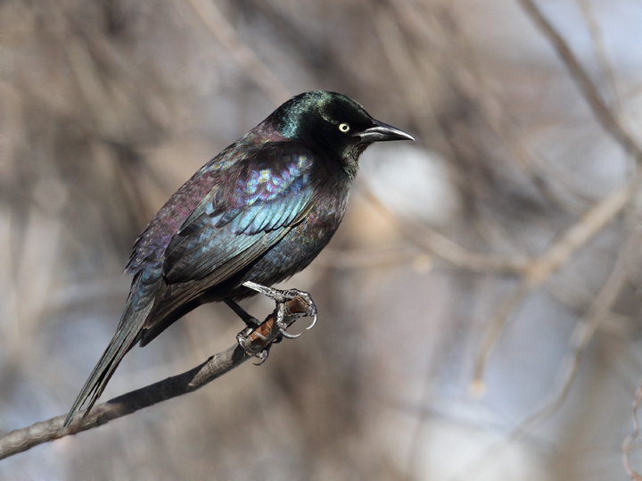 The first three images show our year-round subspecies, Purple Grackle (<em>Q. q. stonei</em>). Note the green iridescence on the head and extensive purple on the back and belly. The overall iridescence often looks rainbow-colored. The first three images show our year-round subspecies, Purple Grackle (<em>Q. q. stonei</em>). Note the green iridescence on the head and extensive purple on the back and belly. The overall iridescence often looks rainbow-colored.