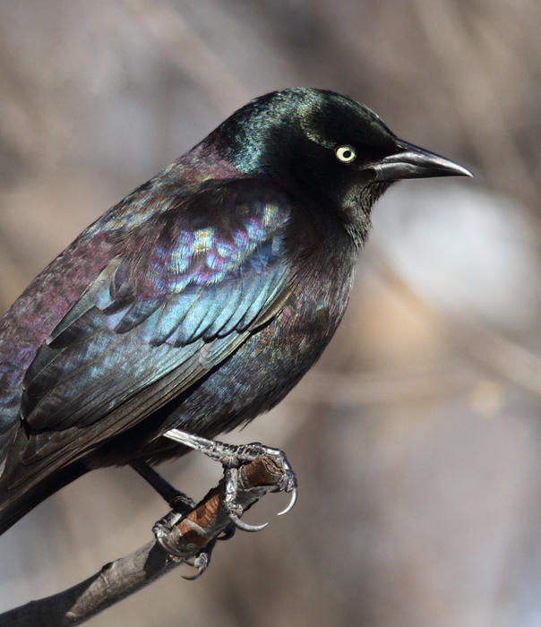 The first three images show our year-round subspecies, Purple Grackle (<em>Q. q. stonei</em>). Note the green iridescence on the head and extensive purple on the back and belly. The overall iridescence often looks rainbow-colored. The first three images show our year-round subspecies, Purple Grackle (<em>Q. q. stonei</em>). Note the green iridescence on the head and extensive purple on the back and belly. The overall iridescence often looks rainbow-colored.