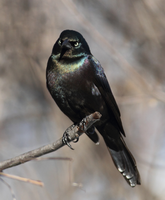 The first three images show our year-round subspecies, Purple Grackle (<em>Q. q. stonei</em>). Note the green iridescence on the head and extensive purple on the back and belly. The overall iridescence often looks rainbow-colored. The first three images show our year-round subspecies, Purple Grackle (<em>Q. q. stonei</em>). Note the green iridescence on the head and extensive purple on the back and belly. The overall iridescence often looks rainbow-colored.
