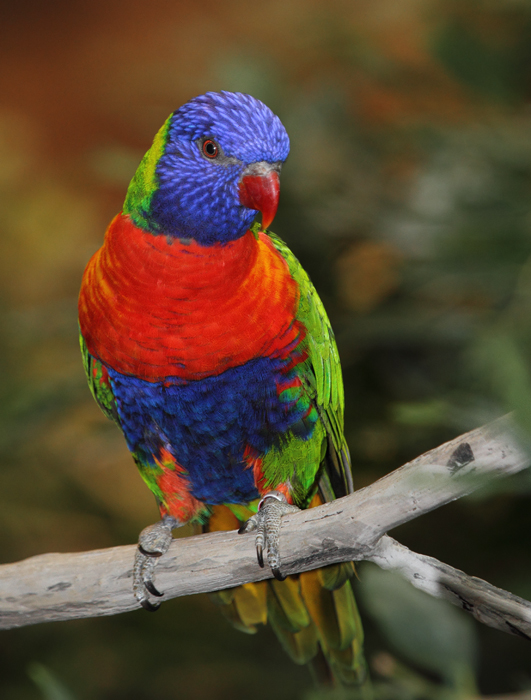 Rainbow Lorikeet - Australia exhibit at the National Aquarium (12/31/2009). Photo by Bill Hubick. Rainbow Lorikeet - Australia exhibit at the National Aquarium (12/31/2009). Photo by Bill Hubick.