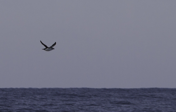 Razorbills off Ocean City, Maryland (2/26/2011). The tally of 99 Razorbills was a new state high count. Photo by Bill Hubick.