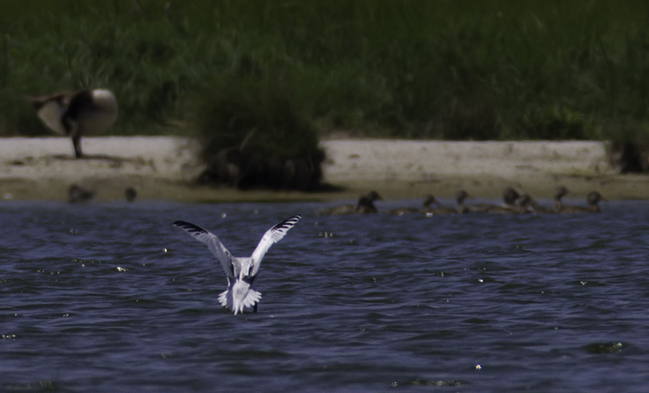 A Red-billed Tropicbird at Cape Point, North Carolina (5/30/2011). Truly awesome! This stunning species is typically found in tropical seas such as the Caribbean and off Pacific Mexico. It is a very rare vagrant to the U.S. East Coast, but a real contender - along with White-tailed Tropicbird - for eventual addition to the Maryland state list. Photo by Bill Hubick.