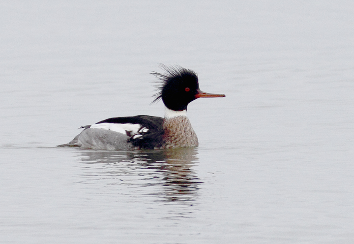 A drake Red-breasted Merganser in Ocean City, Maryland (1/24/2010). Photo by Bill Hubick. A drake Red-breasted Merganser in Ocean City, Maryland (1/24/2010). Photo by Bill Hubick.