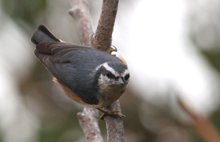 A Red-breasted Nuthatch on Assateague Island, Maryland (10/26/2010). Photo by Bill Hubick.