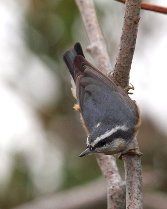 A Red-breasted Nuthatch on Assateague Island, Maryland (10/26/2010). Photo by Bill Hubick.