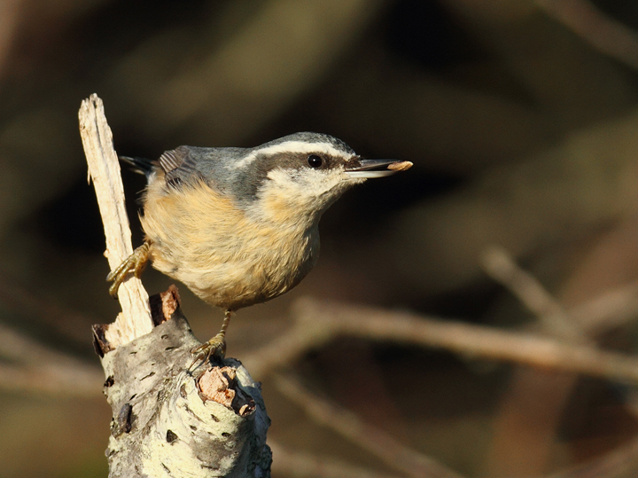 Several of the many Red-breasted Nuthatches enjoying the pines along Assateague Island's dunes (11/11/2010). Photo by Bill Hubick.