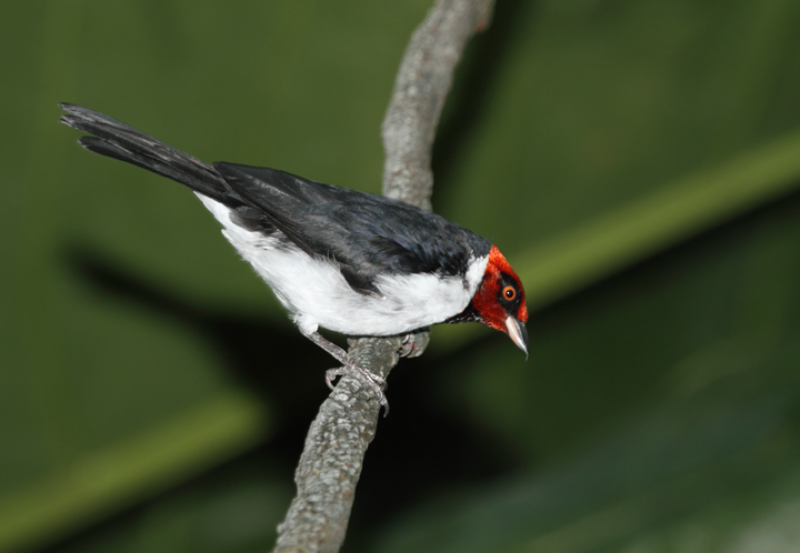Red-capped Cardinal - Rainforest exhibit at the National Aquarium (12/31/2009). Photo by Bill Hubick. Red-capped Cardinal - Rainforest exhibit at the National Aquarium (12/31/2009). Photo by Bill Hubick.
