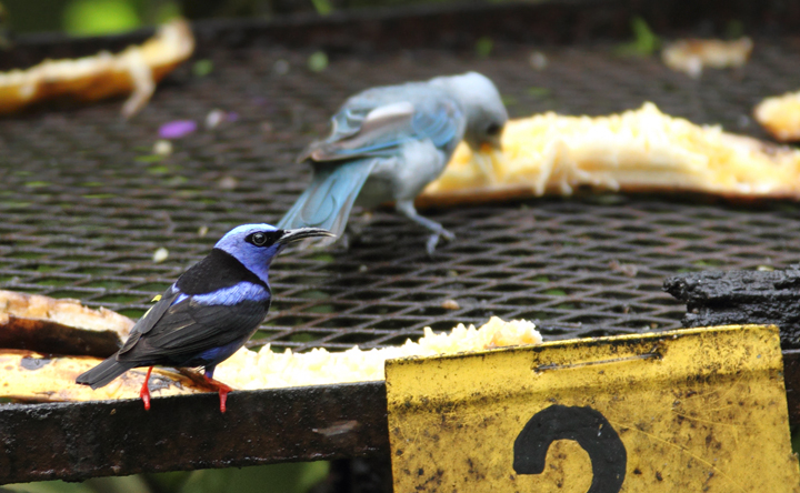 A family of Red-legged Honeycreepers near El Valle, Panama (7/13/2010). An adult male is shown below, followed by the female feeding two recently fledged young. Photo by Bill Hubick.