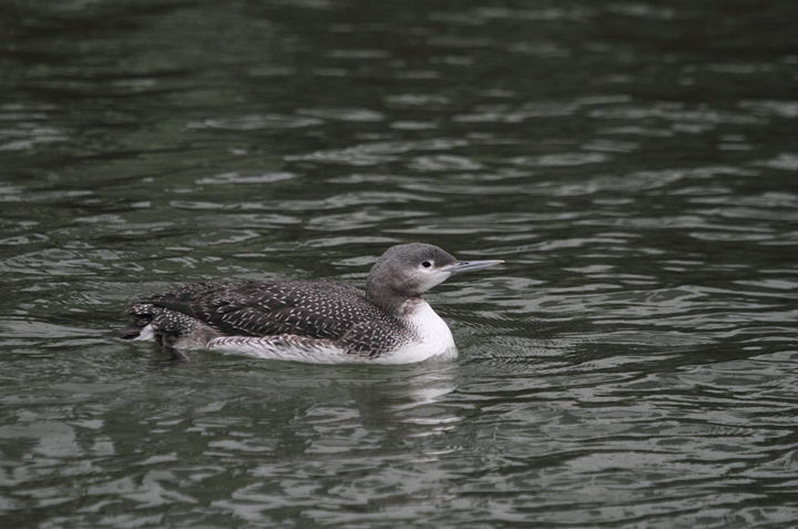 A juvenile Red-throated Loon at Shantytown, Ocean City, Maryland (12/13/2009). With the gray
neck and strong necklace, this plumage can easily give you a jolt as a possible Pacific Loon. That was my first thought when I saw this one. A juvenile Red-throated Loon at Shantytown, Ocean City, Maryland (12/13/2009). With the gray
neck and strong necklace, this plumage can easily give you a jolt as a possible Pacific Loon. That was my first thought when I saw this one.