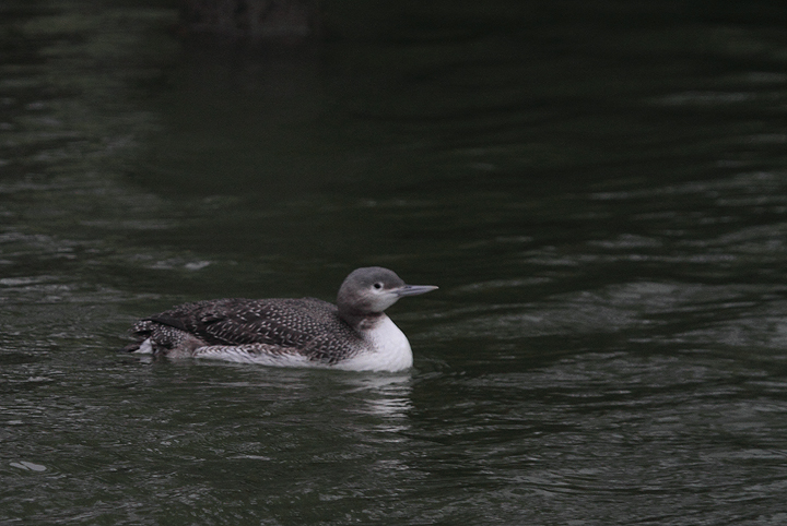 A juvenile Red-throated Loon at Shantytown, Ocean City, Maryland (12/13/2009). With the gray
neck and strong necklace, this plumage can easily give you a jolt as a possible Pacific Loon. That was my first thought when I saw this one. A juvenile Red-throated Loon at Shantytown, Ocean City, Maryland (12/13/2009). With the gray
neck and strong necklace, this plumage can easily give you a jolt as a possible Pacific Loon. That was my first thought when I saw this one.