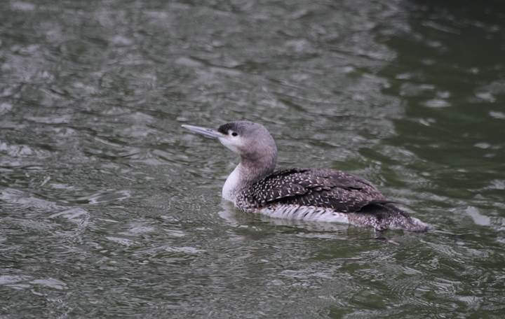 A juvenile Red-throated Loon at Shantytown, Ocean City, Maryland (12/13/2009). With the gray
neck and strong necklace, this plumage can easily give you a jolt as a possible Pacific Loon. That was my first thought when I saw this one. A juvenile Red-throated Loon at Shantytown, Ocean City, Maryland (12/13/2009). With the gray
neck and strong necklace, this plumage can easily give you a jolt as a possible Pacific Loon. That was my first thought when I saw this one.