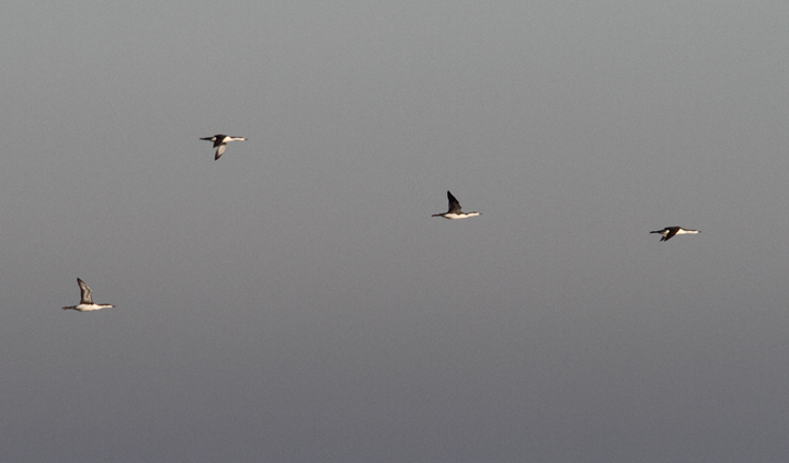 Several of the nearly 500 Red-throated Loons that flew south past the Ocean City Inlet during a
three-house sea watch on 11/29/2009. Several of the nearly 500 Red-throated Loons that flew south past the Ocean City Inlet during a
three-house sea watch on 11/29/2009.