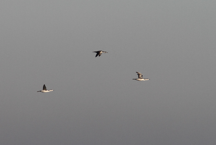 Several of the nearly 500 Red-throated Loons that flew south past the Ocean City Inlet during a
three-house sea watch on 11/29/2009. Several of the nearly 500 Red-throated Loons that flew south past the Ocean City Inlet during a
three-house sea watch on 11/29/2009.