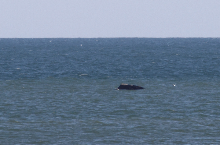 Atlantic Right Whales off Matanzas Inlet near St. Augustine were the rarest sighting of the trip. With a global population of only about 400 individuals, it was amazingly good fortune that we got to enjoy this mother and calf. Good job, Kim Hafner, for spotting them! The first three images show the mother, while the remaining images show the playing calf. Click any image to view higher-resolution versions. Hopefully the images of the mother will be sufficient for the research team to identify her. Photo by Bill Hubick.