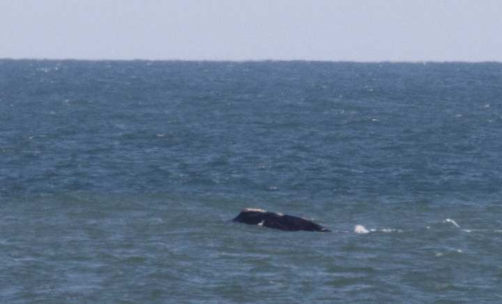 Atlantic Right Whales off Matanzas Inlet near St. Augustine were the rarest sighting of the trip. With a global population of only about 400 individuals, it was amazingly good fortune that we got to enjoy this mother and calf. Good job, Kim Hafner, for spotting them! The first three images show the mother, while the remaining images show the playing calf. Click any image to view higher-resolution versions. Hopefully the images of the mother will be sufficient for the research team to identify her. Photo by Bill Hubick.