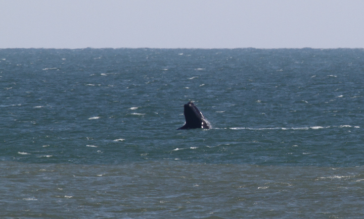 Atlantic Right Whales off Matanzas Inlet near St. Augustine were the rarest sighting of the trip. With a global population of only about 400 individuals, it was amazingly good fortune that we got to enjoy this mother and calf. Good job, Kim Hafner, for spotting them! The first three images show the mother, while the remaining images show the playing calf. Click any image to view higher-resolution versions. Hopefully the images of the mother will be sufficient for the research team to identify her. Photo by Bill Hubick.