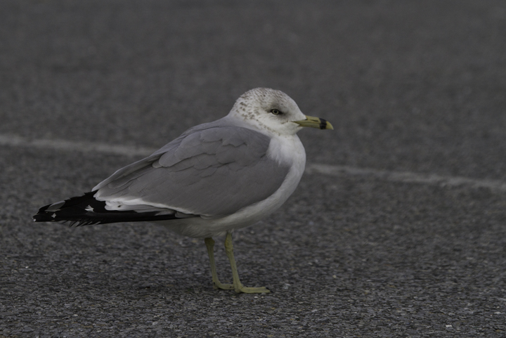 A second-cycle Ring-billed Gull at the Ocean City Inlet, Maryland (2/26/2011). Photo by Bill Hubick.