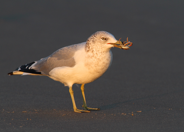 A Ring-billed Gull enjoys a crab feast in Ocean City, Maryland (11/7/2009). A Ring-billed Gull enjoys a crab feast in Ocean City, Maryland (11/7/2009).