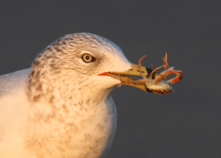A Ring-billed Gull enjoys a crab feast in Ocean City, Maryland (11/7/2009). A Ring-billed Gull enjoys a crab feast in Ocean City, Maryland (11/7/2009).