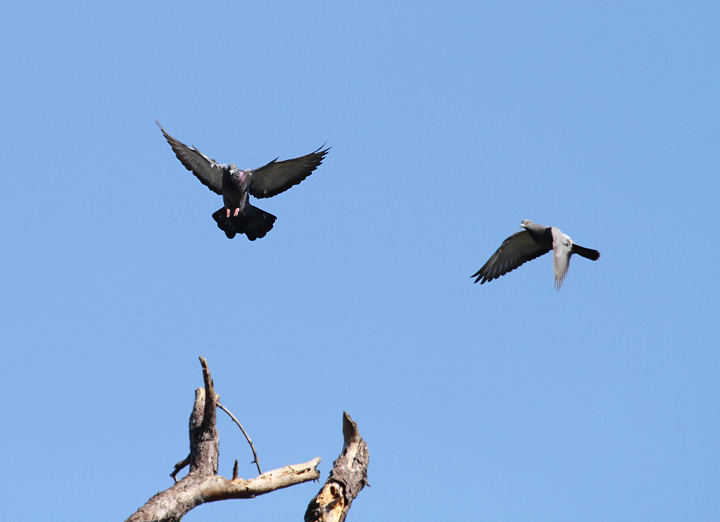 Rock Pigeons in flight. I've been enjoying slowly building my collection of in-flight shots for my Eastern Birds pages. Photo by Bill Hubick.