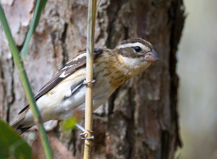 A Rose-breasted Grosbeak on Assateague Island, Maryland. A Rose-breasted Grosbeak on Assateague Island, Maryland.