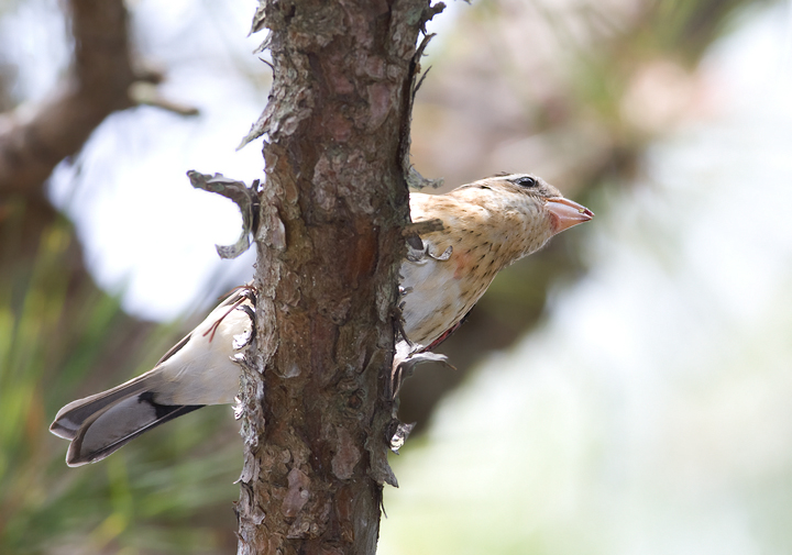 A Rose-breasted Grosbeak on Assateague Island, Maryland. A Rose-breasted Grosbeak on Assateague Island, Maryland.