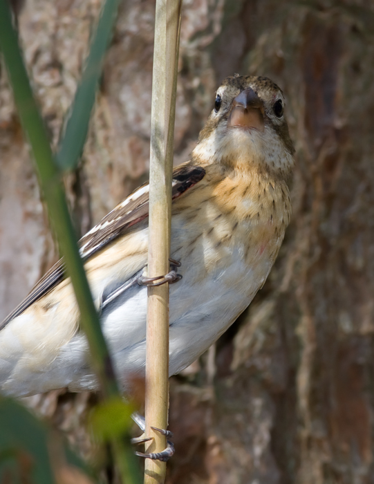 A Rose-breasted Grosbeak on Assateague Island, Maryland. A Rose-breasted Grosbeak on Assateague Island, Maryland.