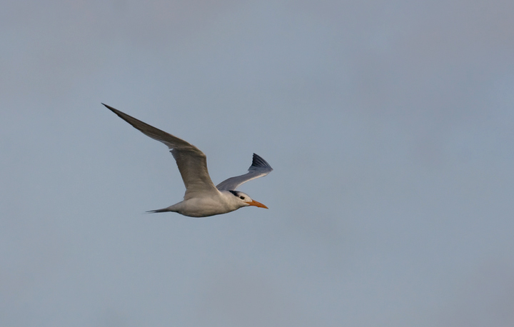 Royal Tern at Bayside Assateague, Maryland (9/26/2009). Royal Tern at Bayside Assateague, Maryland (9/26/2009).