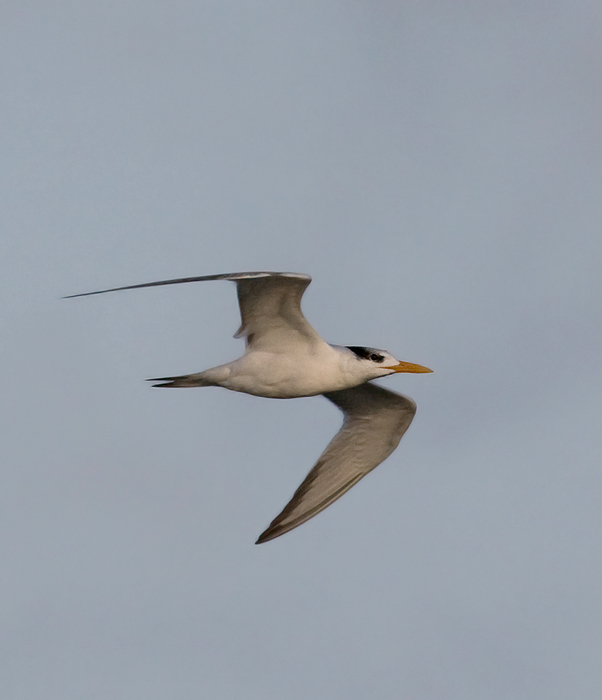 Royal Tern at Bayside Assateague, Maryland (9/26/2009). Royal Tern at Bayside Assateague, Maryland (9/26/2009).