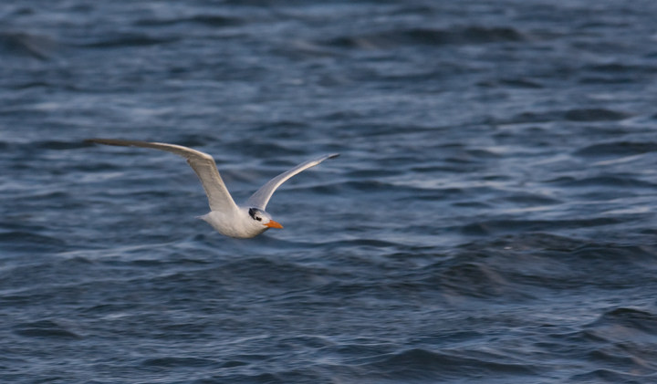 Royal Tern at Bayside Assateague, Maryland (9/26/2009). Royal Tern at Bayside Assateague, Maryland (9/26/2009).