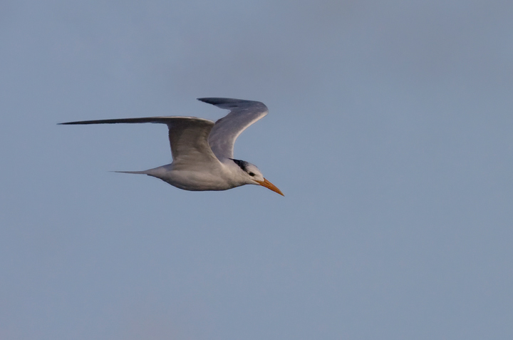 Royal Tern at Bayside Assateague, Maryland (9/26/2009). Royal Tern at Bayside Assateague, Maryland (9/26/2009).