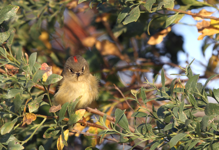 Behold the fury of the mighty Ruby-crowned Kinglet - Assateague Island, Maryland (10/30/2010). Photo by Bill Hubick.