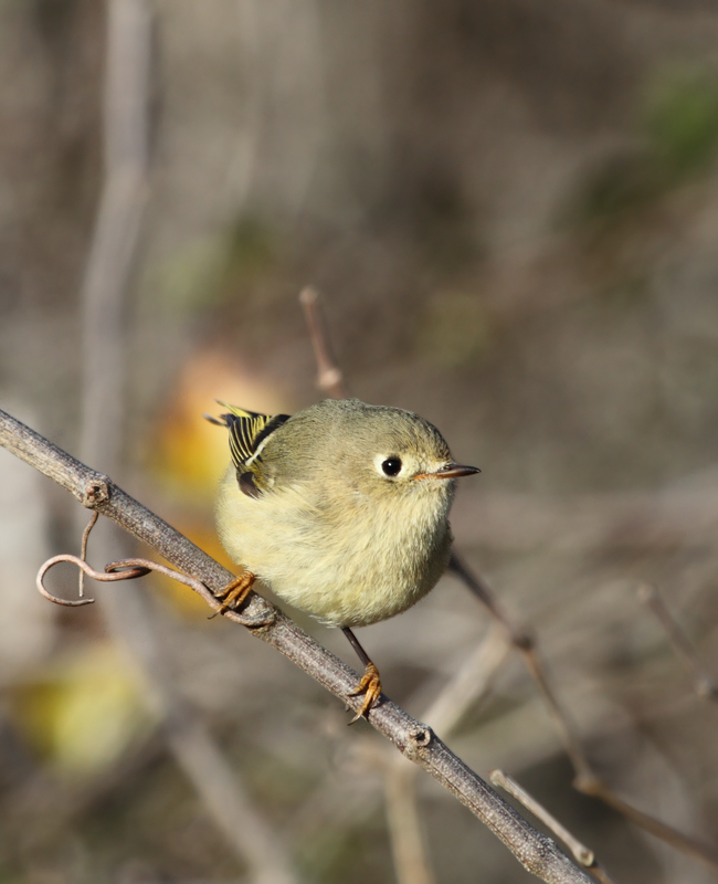 Behold the fury of the mighty Ruby-crowned Kinglet - Assateague Island, Maryland (10/30/2010). Photo by Bill Hubick.