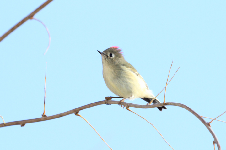A Ruby-crowned Kinglet terrifies all present with its intimidating ruby crown feathers (Point Lookout, MD, 12/6/2009). A Ruby-crowned Kinglet terrifies all present with its intimidating ruby crown feathers (Point Lookout, MD, 12/6/2009).