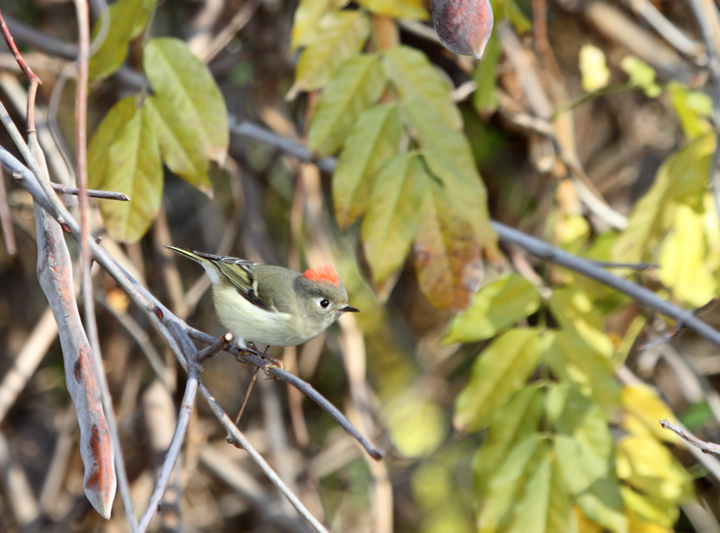 A Ruby-crowned Kinglet terrifies all present with its intimidating ruby crown feathers (Point Lookout, MD, 12/6/2009). A Ruby-crowned Kinglet terrifies all present with its intimidating ruby crown feathers (Point Lookout, MD, 12/6/2009).