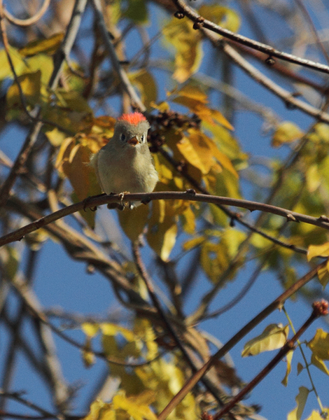 A Ruby-crowned Kinglet terrifies all present with its intimidating ruby crown feathers (Point Lookout, MD, 12/6/2009). A Ruby-crowned Kinglet terrifies all present with its intimidating ruby crown feathers (Point Lookout, MD, 12/6/2009).