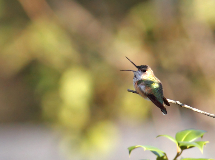 Below: An adult female Rufous Hummingbird at the home of Rick Borchelt<br /> in College Park, Maryland (11/21/2010). Many thanks to Rick for the great find and for the fantastic hospitality. Below: An adult female Rufous Hummingbird at the home of Rick Borchelt<br /> in College Park, Maryland (11/21/2010). Many thanks to Rick for the great find and for the fantastic hospitality. Photo by Bill Hubick.